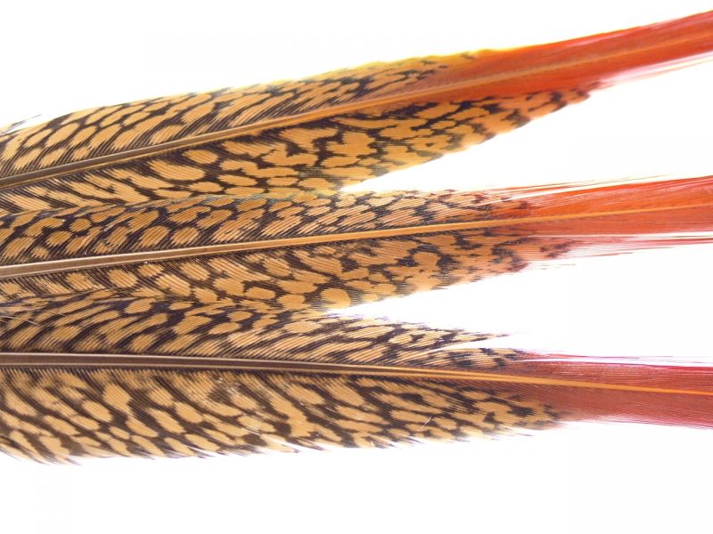 Feathers – The Feather Factory