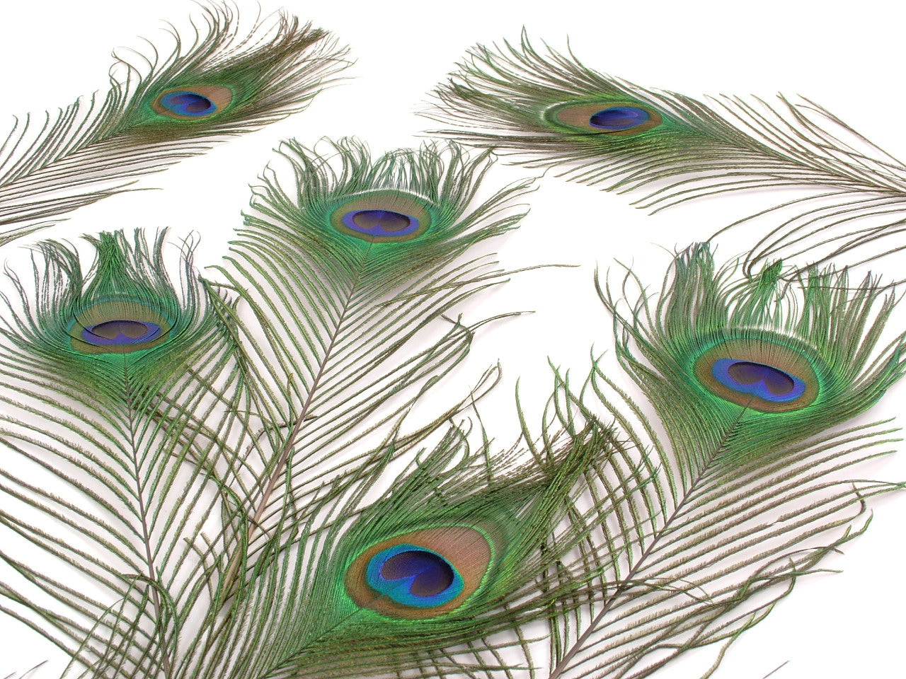 Feathers – The Feather Factory