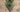 Peacock Eye Feather Pen