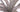 Lady Amherst Pheasant Feather - Centre