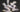 Lady Amherst Pheasant Tippet Feathers (1g pack)