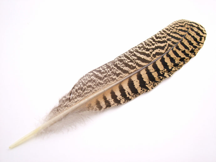 Peacock Wing Feather – The Feather Factory