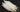 Special Offer Duck Quills (Pack of 25)