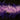 Lilac and Purple