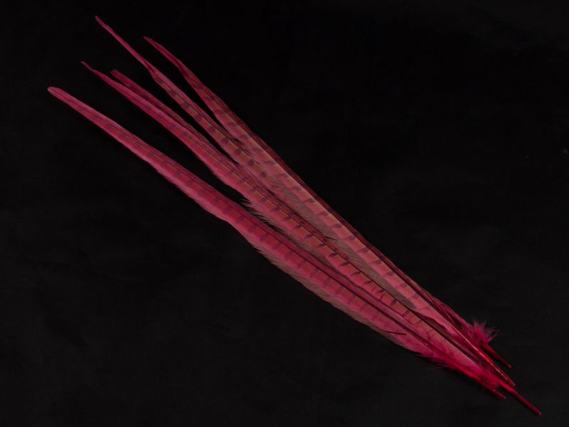Male Ringneck Pheasant tail feathers dyed in a range of colours