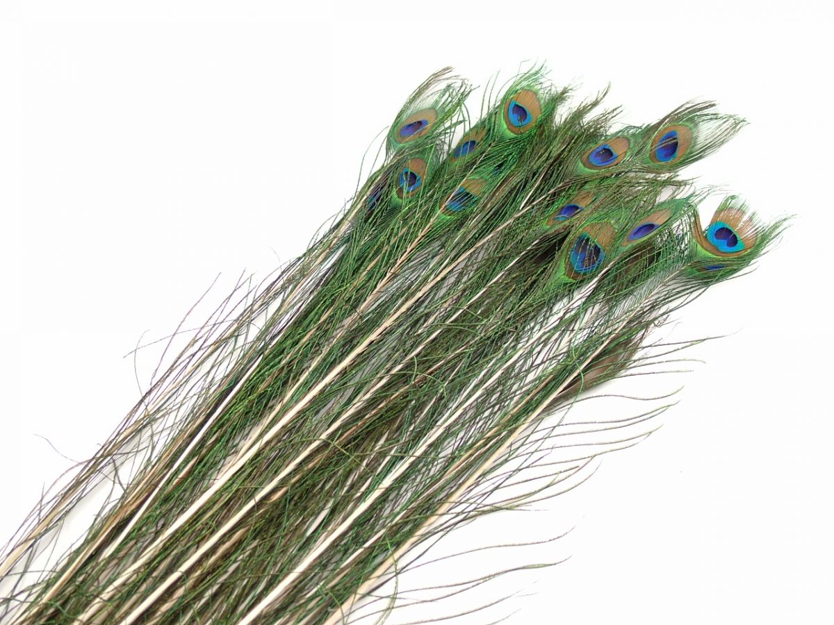 Special Offer Peacock Tail seconds (pack of 25)