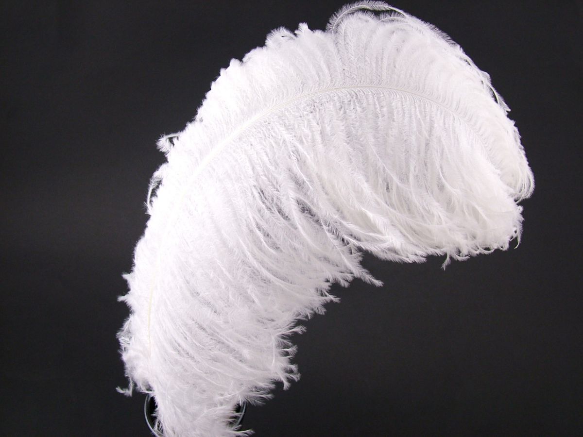 Premium Ostrich Feathers | Large White 