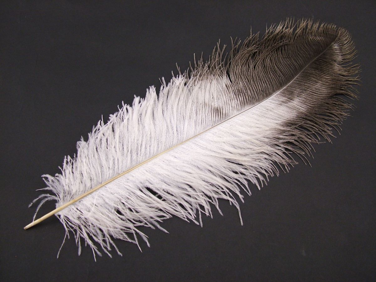 Ostrich Feathers | Large Feathers for 