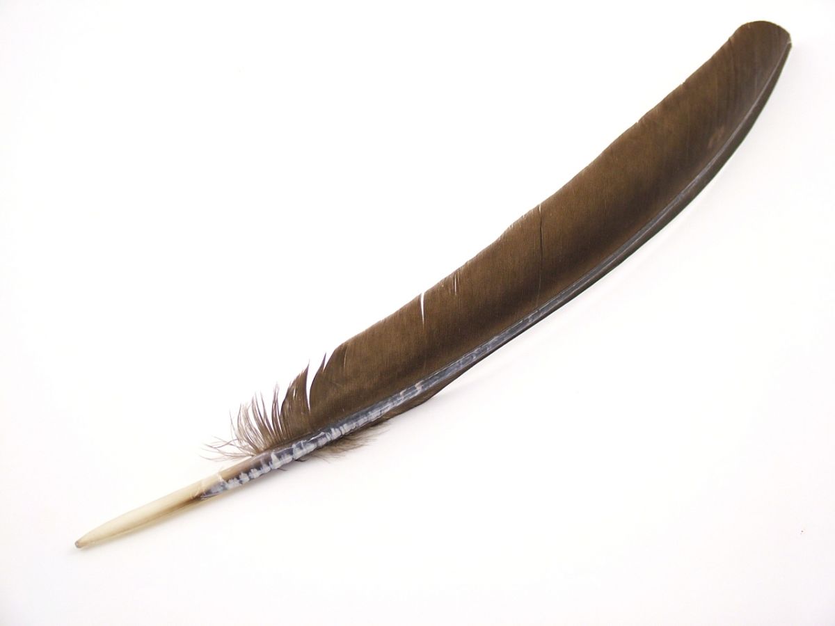 Black Turkey Pointer feathers for costume and craft