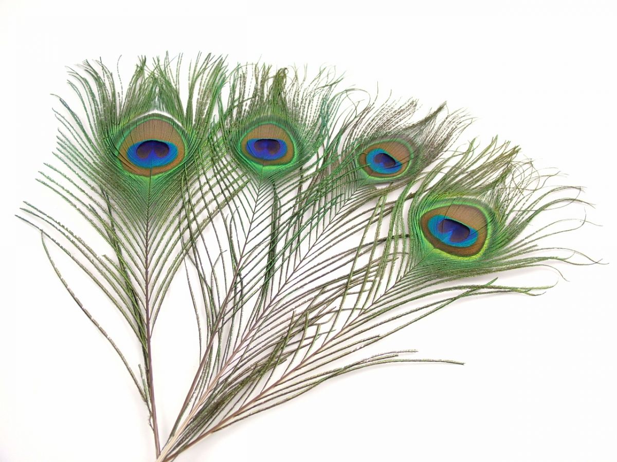 Special Offer Peacock Eye Feather seconds (pack of 25)