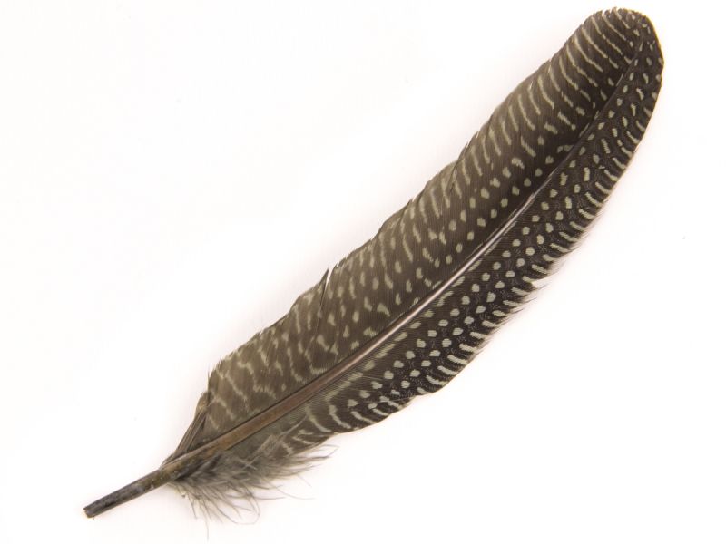 Dyed Guinea Fowl Feather Quill (Pack of 5)