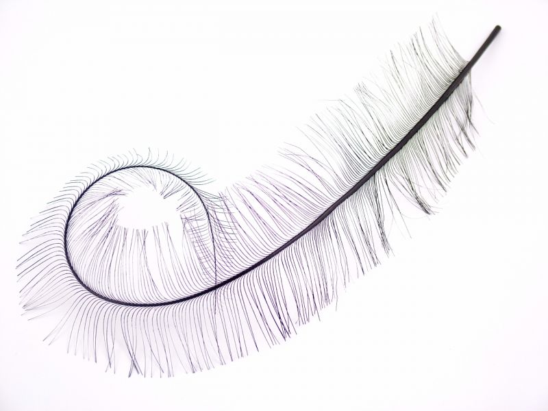 Special Offer Burnt Ostrich Feather Curl 1