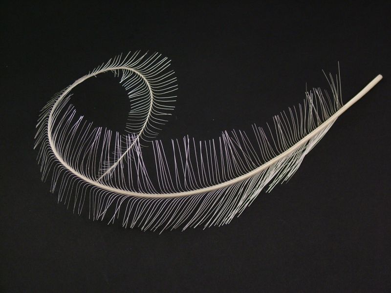 Special Offer Burnt Ostrich Feather Curl 4